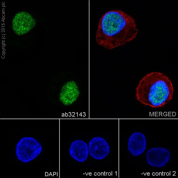 Immunocytochemistry/ Immunofluorescence - Anti-STAT3 (phospho S727) antibody [E121-31] - BSA and Azide free (AB219593)