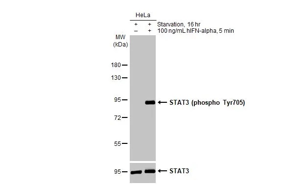 Western blot - Anti-STAT3 (phospho Tyr705) antibody [HL1464] (AB308386), expandable thumbnail