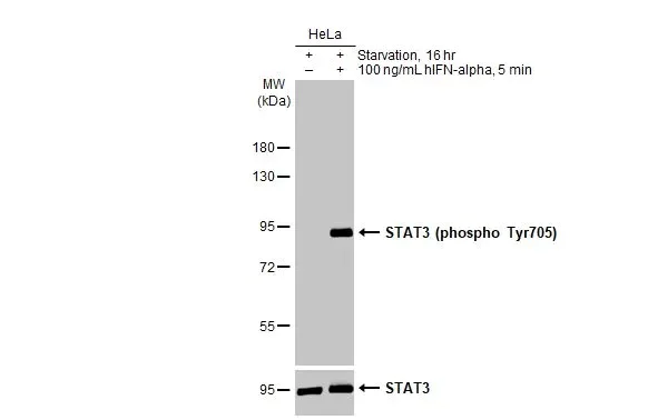 Western blot - Anti-STAT3 (phospho Tyr705) antibody [HL1464] (AB308386)