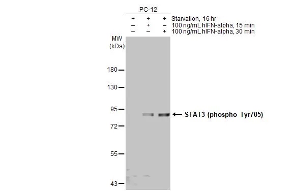 Western blot - Anti-STAT3 (phospho Tyr705) antibody [HL1464] (AB308386), expandable thumbnail