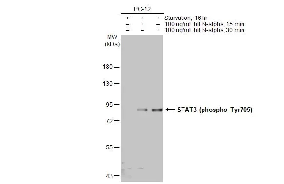 Western blot - Anti-STAT3 (phospho Tyr705) antibody [HL1464] (AB308386)