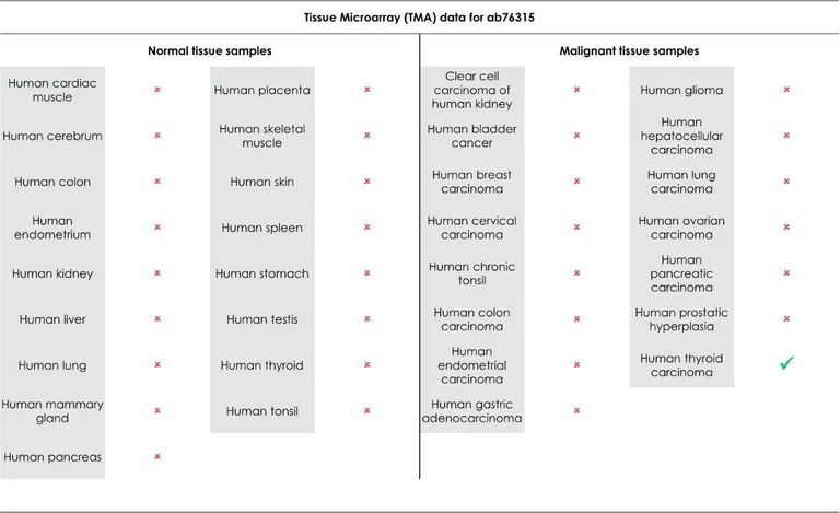 Immunohistochemistry (Formalin/PFA-fixed paraffin-embedded sections) - Anti-STAT3 (phospho Y705) antibody [EP2147Y] (AB76315)