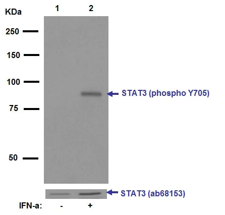 Western blot - Anti-STAT3 (phospho Y705) antibody [EP2147Y] (AB76315)