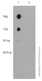 Dot Blot - Anti-STAT3 (phospho Y705) antibody [EP2147Y] - BSA and Azide free (AB171358)