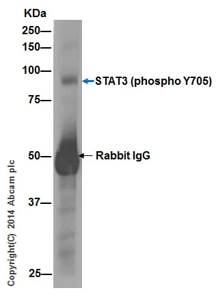 Immunoprecipitation - Anti-STAT3 (phospho Y705) antibody [EP2147Y] - BSA and Azide free (AB171358)