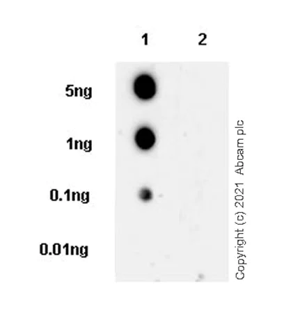 Dot Blot - Anti-STAT3 (phospho Y705) antibody [EPR23968-52] (AB267373)
