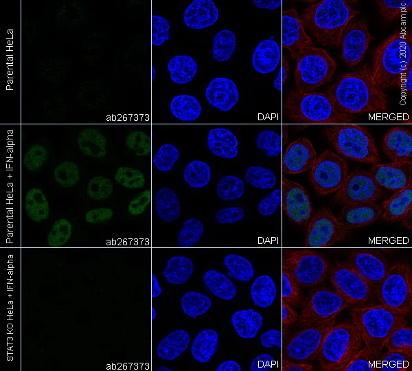 Immunocytochemistry/ Immunofluorescence - Anti-STAT3 (phospho Y705) antibody [EPR23968-52] (AB267373)