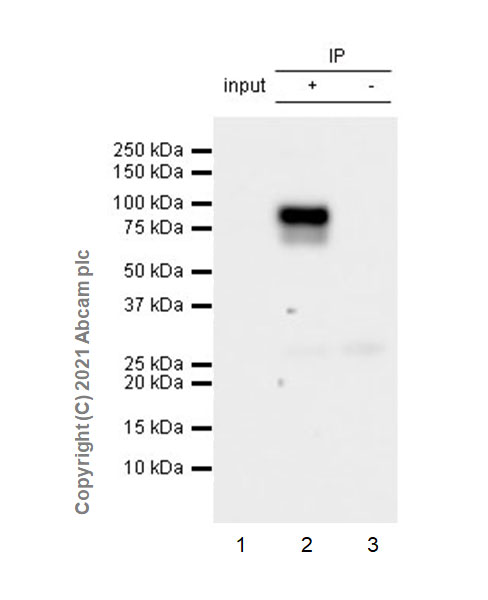 Immunoprecipitation - Anti-STAT3 (phospho Y705) antibody [EPR23968-52] (ab267373), expandable thumbnail