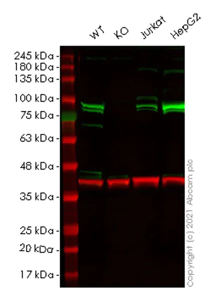 Western blot - Anti-STAT3 (phospho Y705) antibody [EPR23968-52] (AB267373)