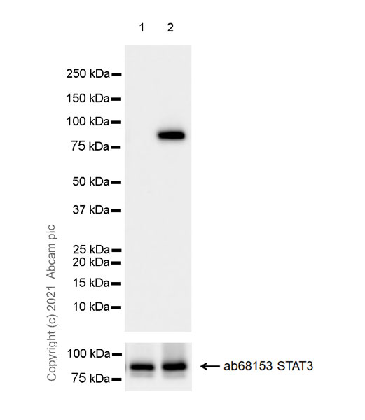 Western blot - Anti-STAT3 (phospho Y705) antibody [EPR23968-52] (ab267373), expandable thumbnail