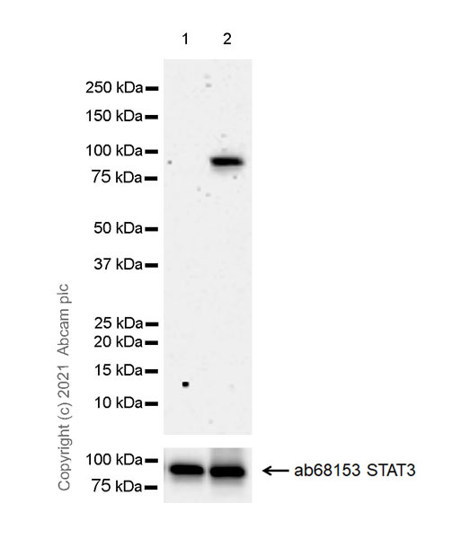 Western blot - Anti-STAT3 (phospho Y705) antibody [EPR23968-52] (ab267373), expandable thumbnail