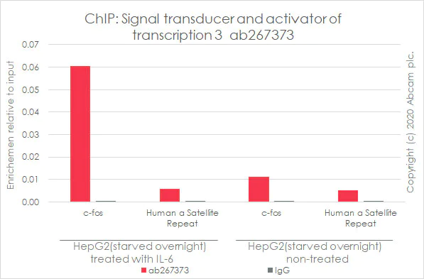ChIP - Anti-STAT3 (phospho Y705) antibody [EPR23968-52] - BSA and Azide free (AB280202)