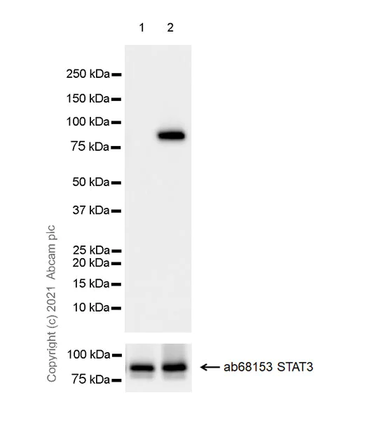 Western blot - Anti-STAT3 (phospho Y705) antibody [EPR23968-52] - BSA and Azide free (AB280202)