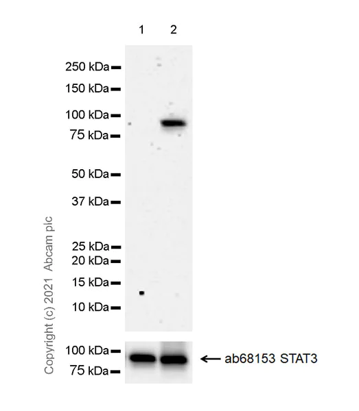 Western blot - Anti-STAT3 (phospho Y705) antibody [EPR23968-52] - BSA and Azide free (AB280202)