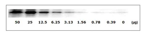 Western blot - STAT3 (pY705) ELISA Kit (AB126458)