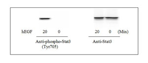 STAT3 (pY705) ELISA Kit (ab126458) | Abcam