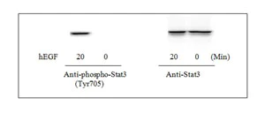Western blot - STAT3 (pY705) ELISA Kit (AB126458)