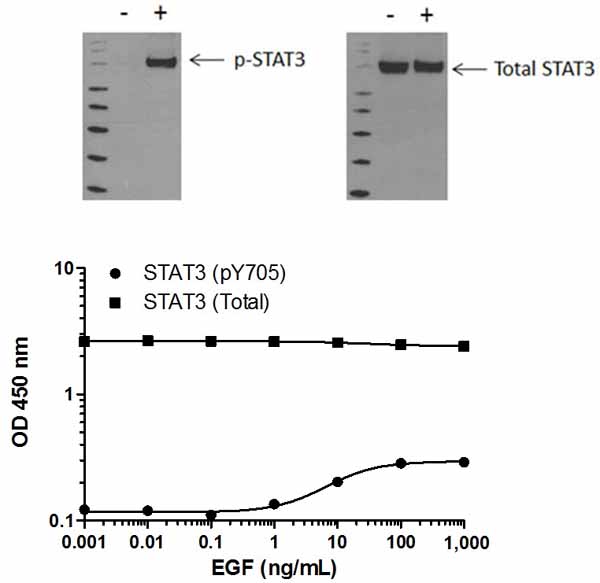 Sandwich ELISA - STAT3 pY705 ELISA Kit (AB176654), expandable thumbnail