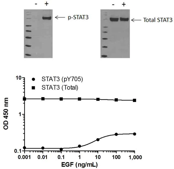 Sandwich ELISA - STAT3 pY705 ELISA Kit (AB176654)