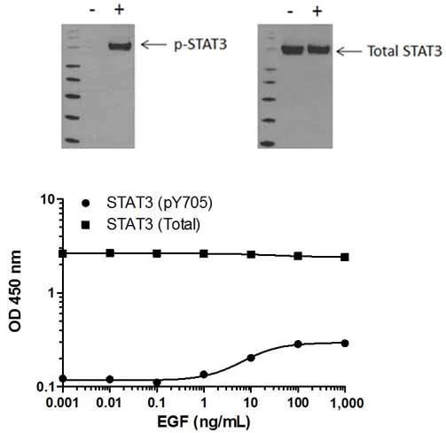 Sandwich ELISA - STAT3 (pY705 + Total) ELISA Kit (AB176666)