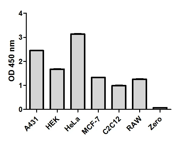 Sandwich ELISA - STAT3 (pY705 + Total) ELISA Kit (AB176666)