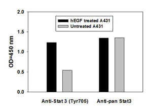 STAT3 (pY705) + total STAT3 ELISA Kit (ab126459) | Abcam