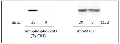 Western blot - STAT3 (pY705) + total STAT3 ELISA Kit (AB126459), expandable thumbnail