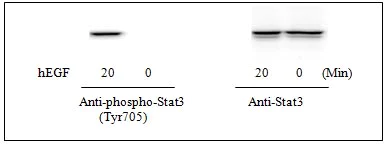 Western blot - STAT3 (pY705) + total STAT3 ELISA Kit (AB126459)