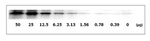 Western blot - STAT3 (pY705) + total STAT3 ELISA Kit (AB126459), expandable thumbnail