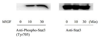 Western blot - STAT3 (Tyr705) In-Cell ELISA Kit (AB126427)