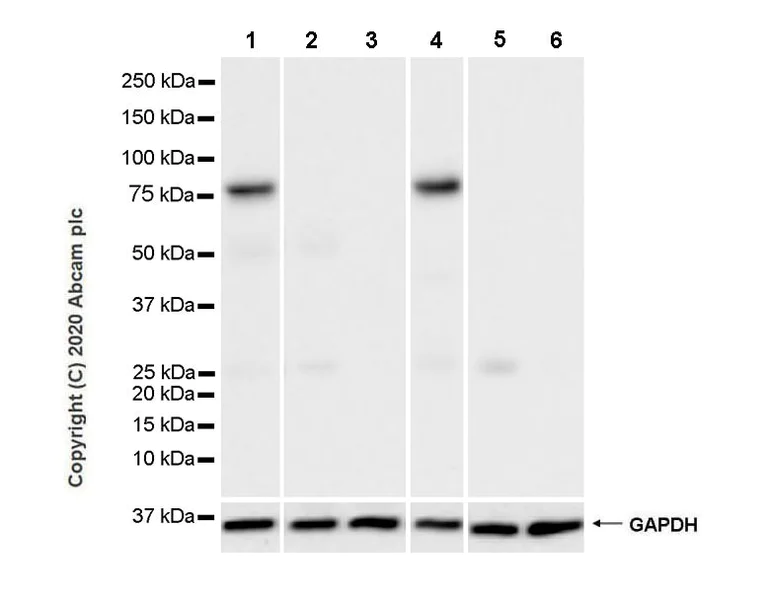Western blot - Anti-STAT4 antibody [8/Stat4] (AB280213)
