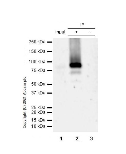 Immunoprecipitation - Anti-STAT4 antibody [EPR25128-48] (ab284408), expandable thumbnail