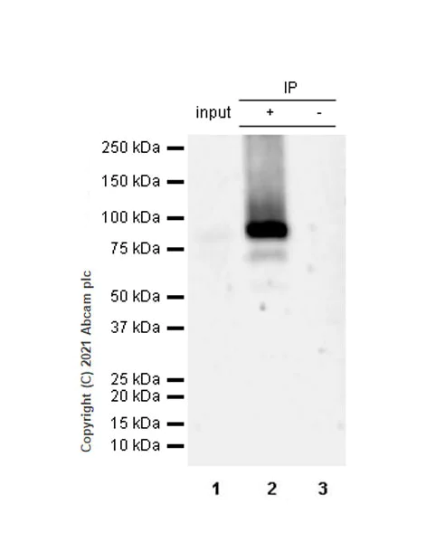 Immunoprecipitation - Anti-STAT4 antibody [EPR25128-48] (AB284408)