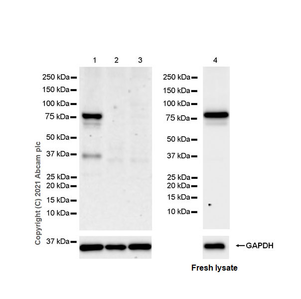 Western blot - Anti-STAT4 antibody [EPR25128-48] (AB284408), expandable thumbnail