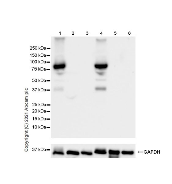 Western blot - Anti-STAT4 antibody [EPR25128-48] (AB284408), expandable thumbnail