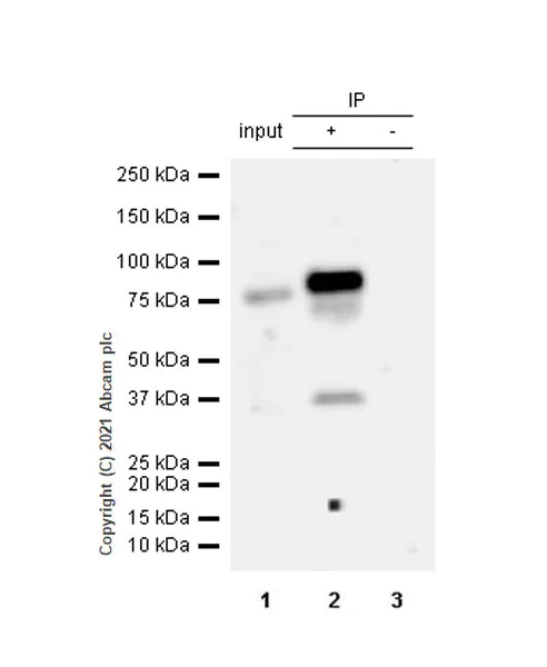 Immunoprecipitation - Anti-STAT4 antibody [EPR25128-48] - BSA and Azide free (AB284412)