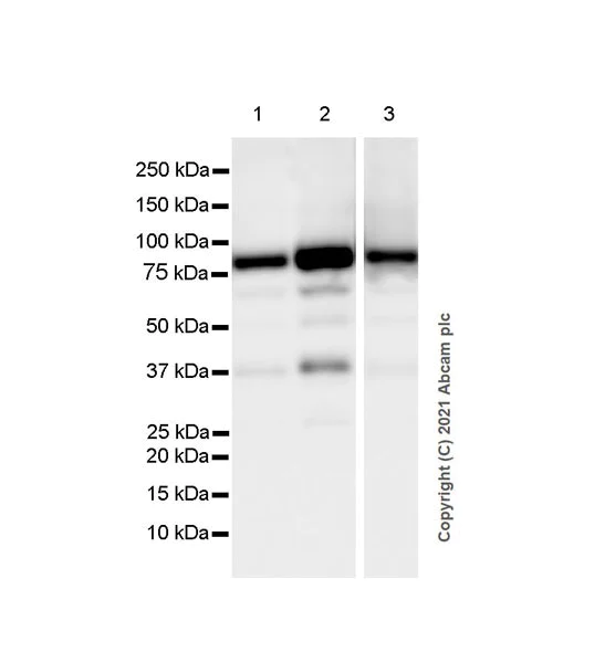 Western blot - Anti-STAT4 antibody [EPR25128-48] - BSA and Azide free (AB284412)
