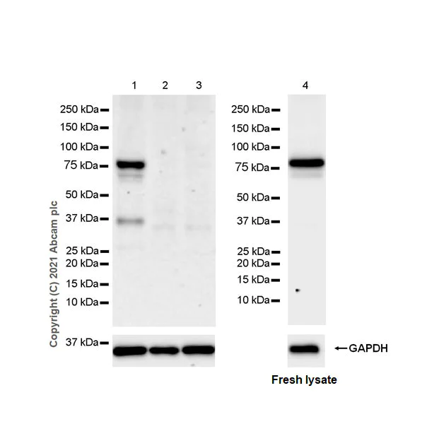 Western blot - Anti-STAT4 antibody [EPR25128-48] - BSA and Azide free (AB284412)