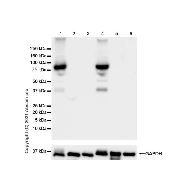 Western blot - Anti-STAT4 antibody [EPR25128-48] - BSA and Azide free (AB284412)
