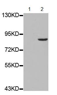 Western blot - Anti-STAT4 (phospho Y693) antibody (AB194732)