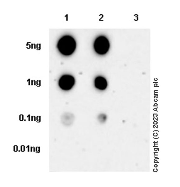 Dot Blot - Anti-STAT4 (phospho Y693) antibody [EPR27081-49] (AB313630), expandable thumbnail