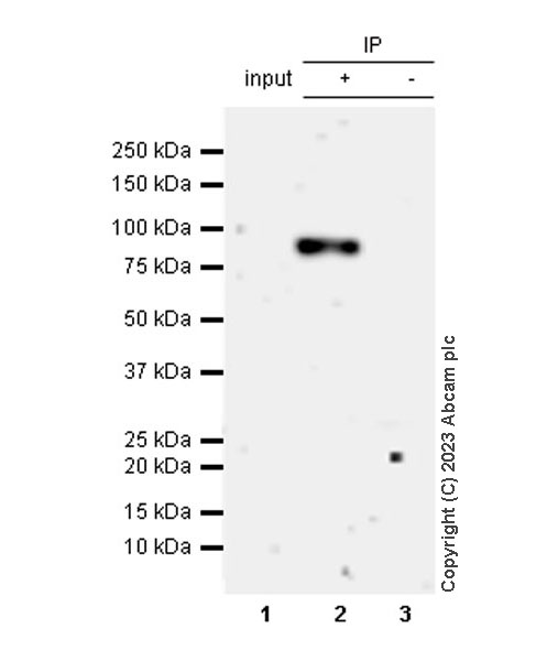 Immunoprecipitation - Anti-STAT4 (phospho Y693) antibody [EPR27081-49] (AB313630), expandable thumbnail