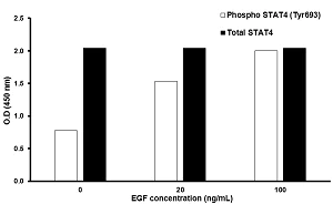 In-Cell ELISA - STAT4 (Tyr693) In-Cell ELISA Kit (AB126428)