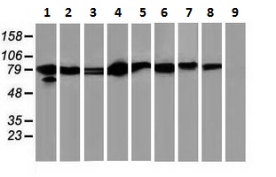 Western blot - Anti-STAT5 antibody [9F7] (AB230670), expandable thumbnail