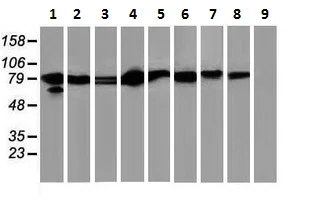 Western blot - Anti-STAT5 antibody [9F7] (AB230670)