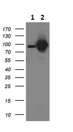 Western blot - Anti-STAT5 antibody [9F7] (AB230670), expandable thumbnail