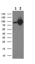 Western blot - Anti-STAT5 antibody [9F7] (AB230670)