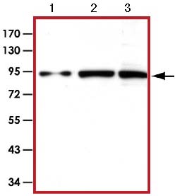 Western blot - Anti-STAT5 antibody (AB126832)