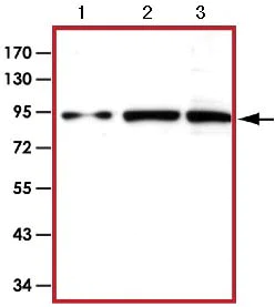 Western blot - Anti-STAT5 antibody (AB126832)