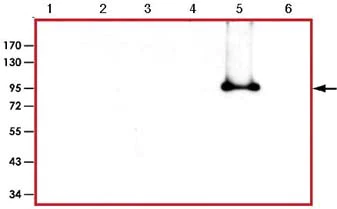 Western blot - Anti-STAT5 antibody (AB126832)